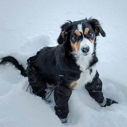 🔥 Limited-time 50% off 🔥 Adjustable dog boots with straps – paw protection